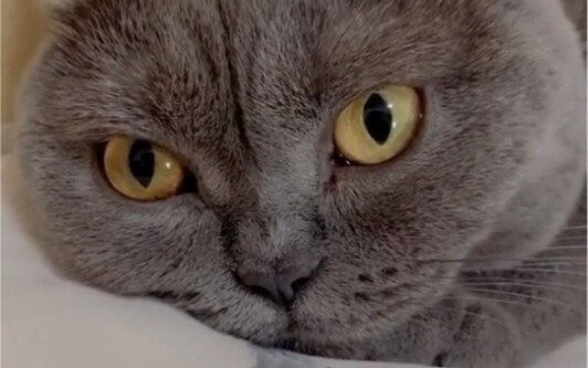 Sampai jumpa, kucing tua!