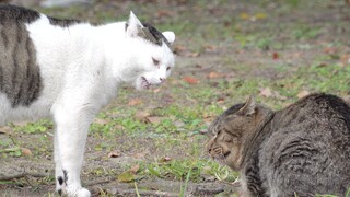 Cô mèo giận dỗi và chú mèo hối lỗi dỗ dành