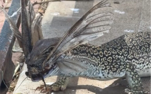 The Classic of Mountains and Seas Is Real!