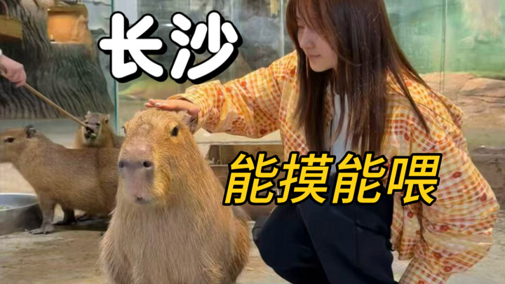 If you’re in Changsha, head straight to this zoo!