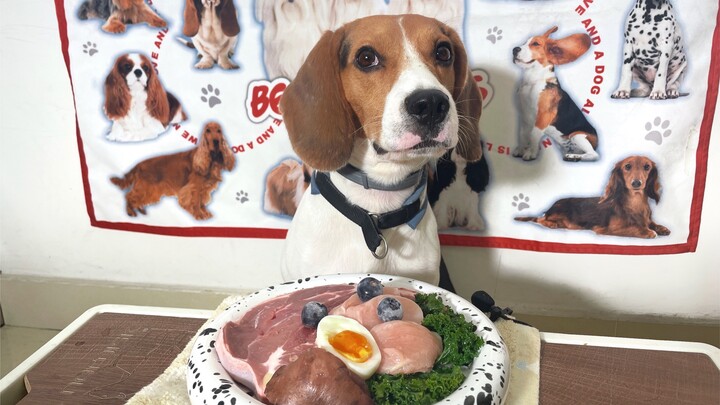 【Anjing Beagle di Rwanda】Seberapa cepat anjing bisa menghabiskan daging tanpa tulang?