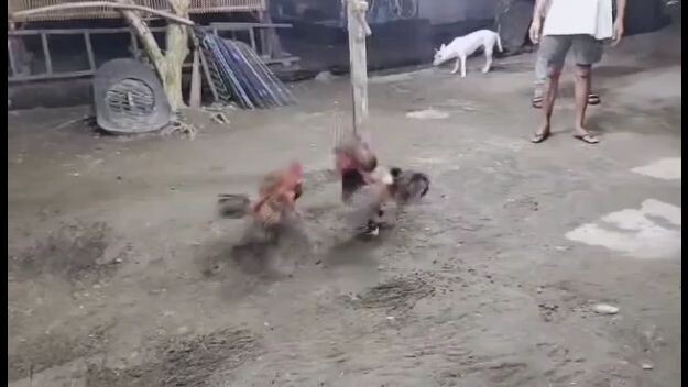 sparring