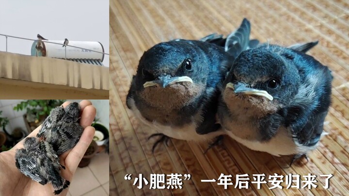 The two chubby baby swallows I rescued safely returned a year later, which was deeply touching—birds