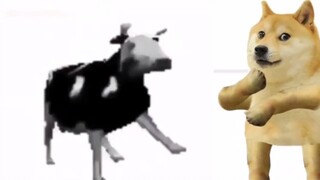 Dancing Polish Cow + Doge