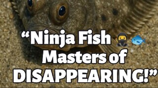 “3 Mind-Blowing Flounder Facts You Won’t Believe! 🌊👀”