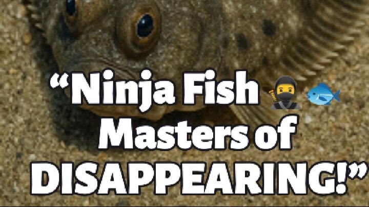 “3 Mind-Blowing Flounder Facts You Won’t Believe! 🌊👀”