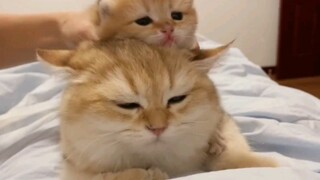 kucing bertumpuk