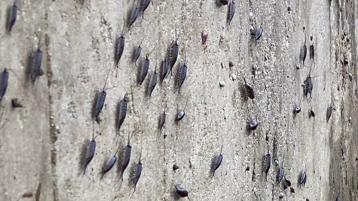 Have you ever seen a sea cockroach?