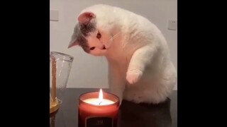 รวมคลิปหมาแมวน่ารักตลกๆ | funny cats and dog compilation