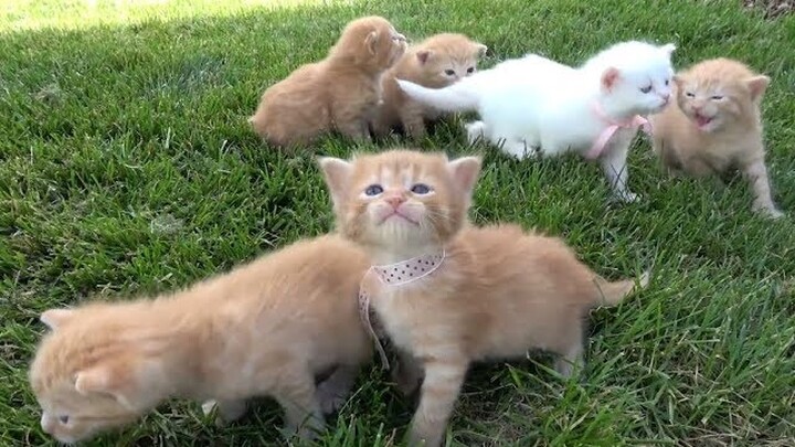 Si Meong Kucing Lucu - Funny Cats and Kittens Meowing