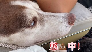 The husky needed to pee during the car ride but didn't want to go in the car, so he held it in and e