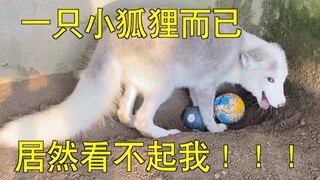 家里5只宠物全都看不起我，这个家没法待了！！！