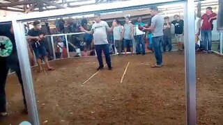 simplengsabongero