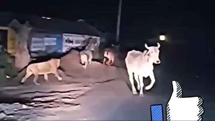 Lions surprise attack on town animals