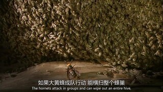 【精彩片段】大黄蜂单枪匹马杀入蜜蜂巢！然后被蜜蜂一拥而上热死了！