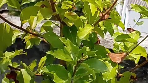 lukluki fruit...my rooftop garden