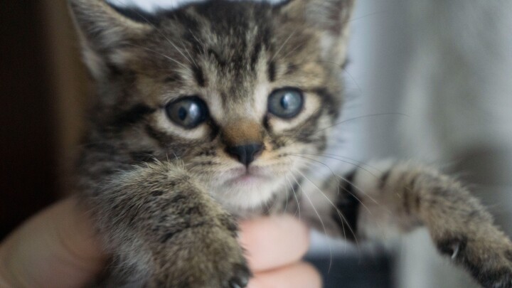 I finally have a cat!!! This calico kitty is so well-behaved too!