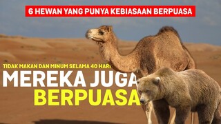 Unta Bisa Berpuasa Selama 40 Hari! Inilah Deretan Hewan Yang Punya Kebiasaan Berpuasa