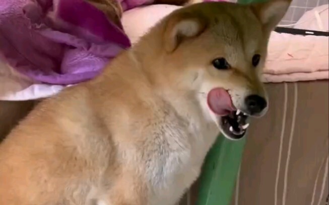 这狗还能要吗？亲们
