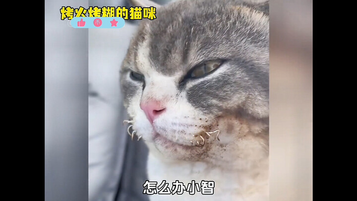 แมวๆ ฉันนะ หนาวจนทนไม่ไหวแล้ว