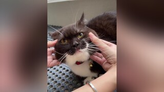 Cách để nặn bánh bao meo meow cats cat meocute fypシ