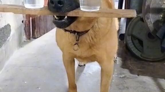 ráng tập sau đi thi hoa hậu chó