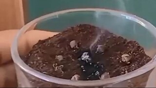 cara ampuh usir lalat dan nyamuk