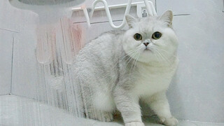 Cat Taking Shower During Lantern Festival