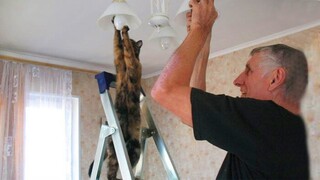 “Let Me Help You, Daddy!!”  - Cats Are The Best Friends of Humans