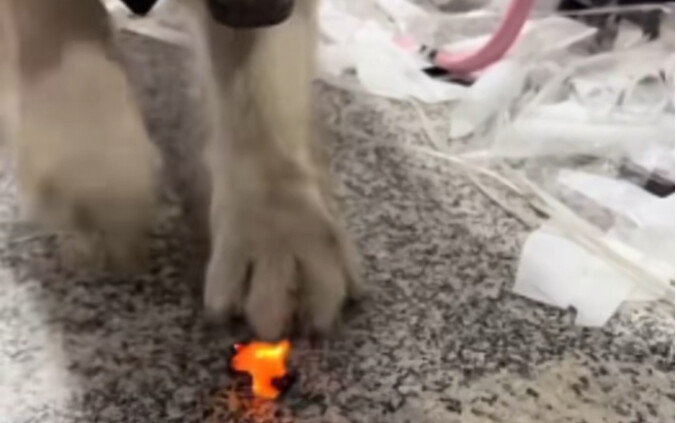Dog: See, you’ve got to know how to harness the power of science.