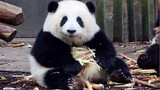 [Panda Hehua] Baby you eat sooo much bamboo shoot