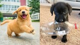 Baby Dogs - Cute and Funny Dog Videos Compilation #30 | Aww Animals