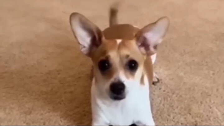 funny videos animals