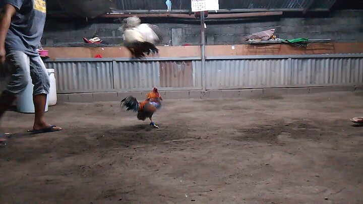 wpc1 first test fight 🐓🐓