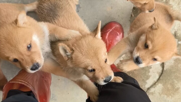 Anti-Puppy-Climbing Leg Gadget