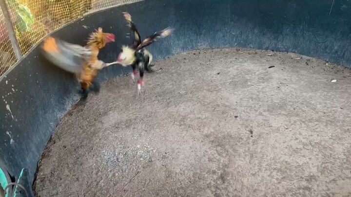 เรื่องชนไก่