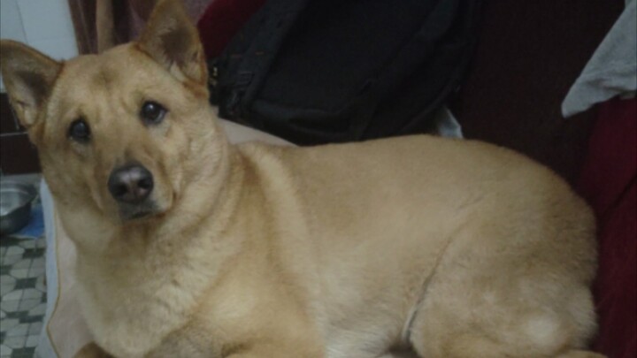 ما أحتاجه ليس كلبًا، بل