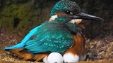 [Động vật] Tổng hợp 10 loại tổ chim thường thấy ở nông thôn
