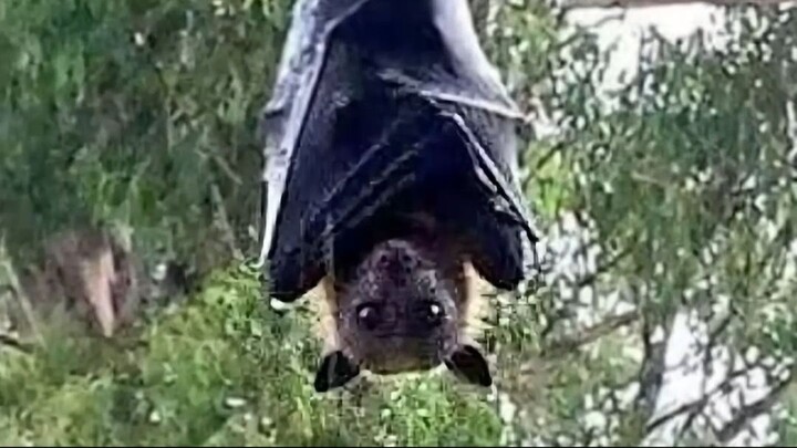1 minuto animal - O Maior Morcego do Mundo