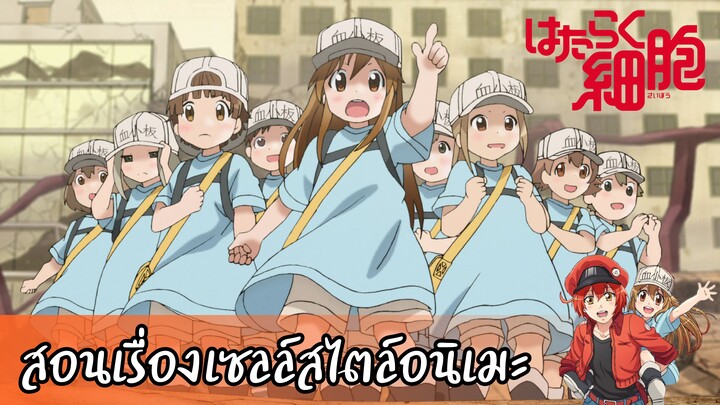 แนะนำ!!Hataraku Saibou สอนเรื่องเซลล์สไตล์อนิเมะ