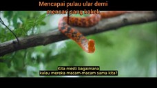 Mencapai pulau ular