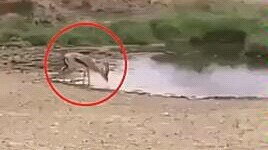 Ví dụ kinh điển về cách sinh tồn trong thế giới động vật