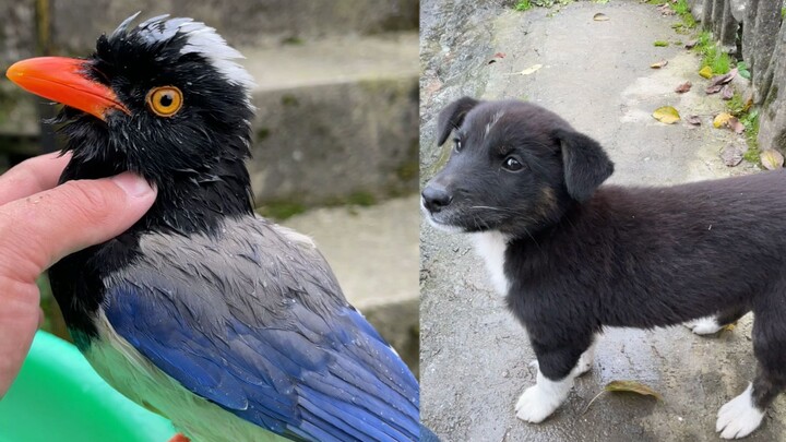 Ketemu anjing yang kulit mukanya tebal banget, aku benar-benar nggak bisa berkutik deh!