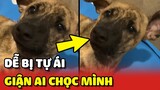 Bé chó dễ bị TỰ ÁI nhất Việt Nam, bị mẹ chọc nên GIẬN ra mặt 😂 | Yêu Lu
