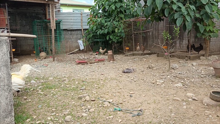 my broodcocks... whitekelso vs tornado hatch