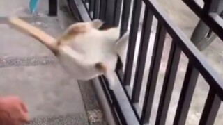 Those Cats Thought They Are Liquid | Funny Videos