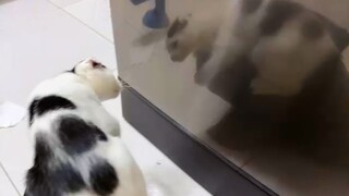 Kittens Discovering Himself For The First Time - Cute Kitten Ever!!