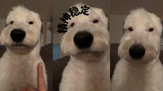 Dog: What is this human doing?