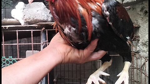 Boston x Asil 1x na kana 🐓