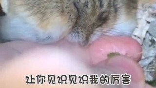 Hey, I'm a fierce beast!